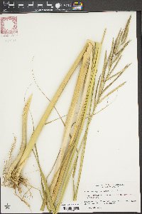 Spartina cynosuroides image