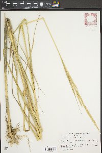 Spartina alterniflora image