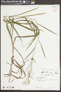 Scirpus divaricatus image