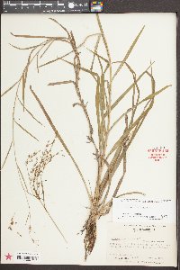 Scirpus divaricatus image