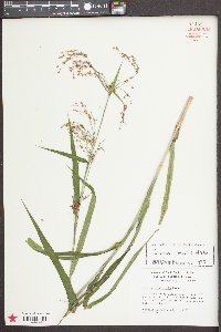 Scirpus lineatus image
