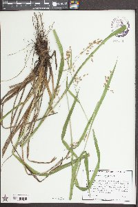 Scirpus lineatus image