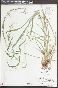 Scirpus lineatus image