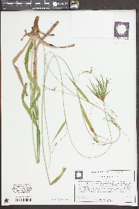 Scirpus lineatus image
