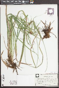 Scirpus lineatus image