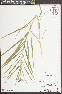 Scirpus polyphyllus image