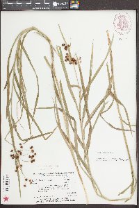 Scirpus polyphyllus image