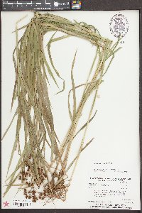 Scirpus polyphyllus image