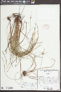 Scleria ciliata image