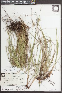 Scleria ciliata image