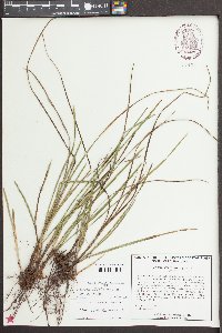 Scleria ciliata var. ciliata image