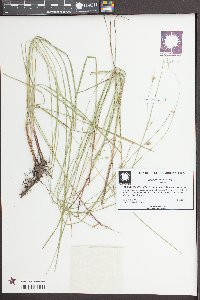 Scleria ciliata image