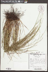 Scleria ciliata image