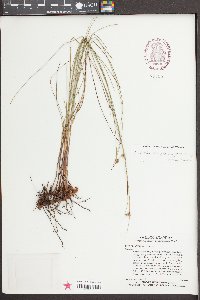 Scleria ciliata var. glabra image