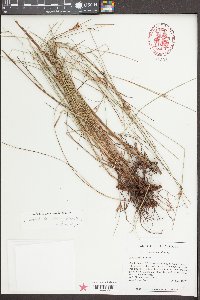 Scleria ciliata var. glabra image