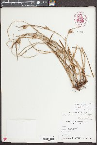 Scleria elliottii image