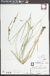 Scleria triglomerata image
