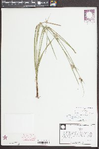 Scleria elliottii image
