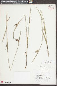 Scleria elliottii image