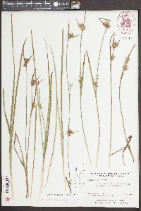 Scleria elliottii image