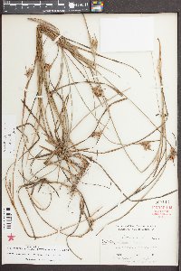 Scleria elliottii image