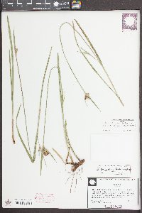 Scleria ciliata var. elliottii image