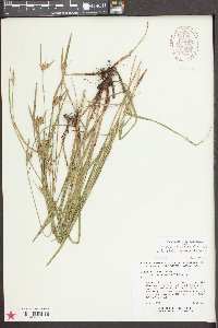 Scleria ciliata var. elliottii image