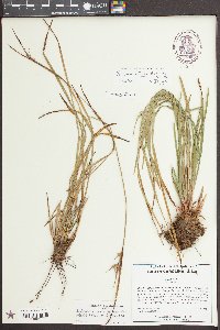 Scleria ciliata var. elliottii image