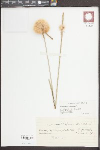 Eriophorum virginicum image
