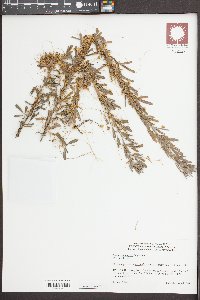 Cuscuta pentagona image