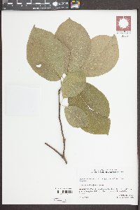 Magnolia acuminata image