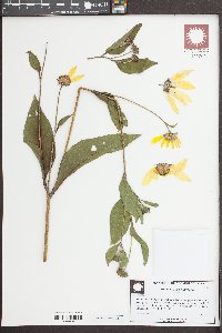 Helianthus giganteus image