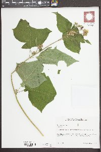 Polymnia canadensis image