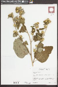 Arctium minus image