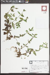 Gratiola neglecta image