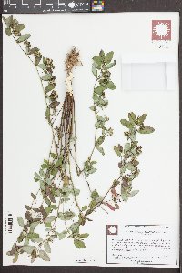 Chamaesyce hyssopifolia image