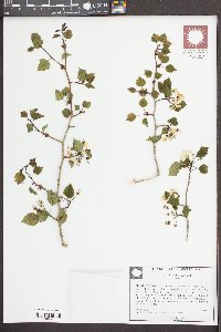 Crataegus viridis image