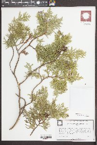 Platycladus orientalis image