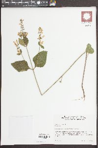 Scutellaria ovata image