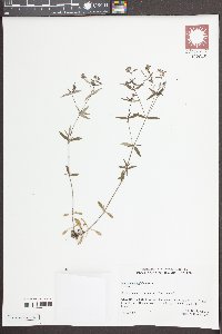 Houstonia longifolia image