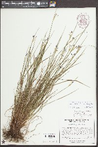 Sisyrinchium albidum image