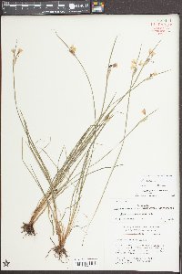 Sisyrinchium albidum image