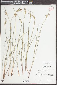 Sisyrinchium albidum image