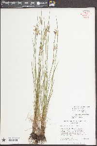 Sisyrinchium albidum image