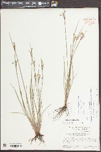 Sisyrinchium albidum image