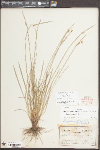 Sisyrinchium albidum image