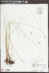 Scleria georgiana image