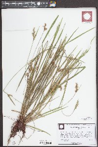 Scleria muehlenbergii image