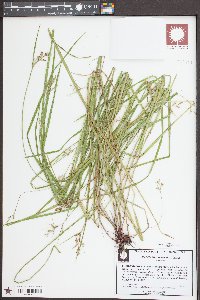 Scleria muehlenbergii image