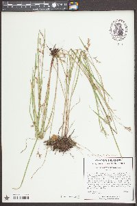 Scleria muehlenbergii image